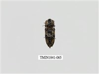 藏品(菲律賓產昆蟲)的圖片